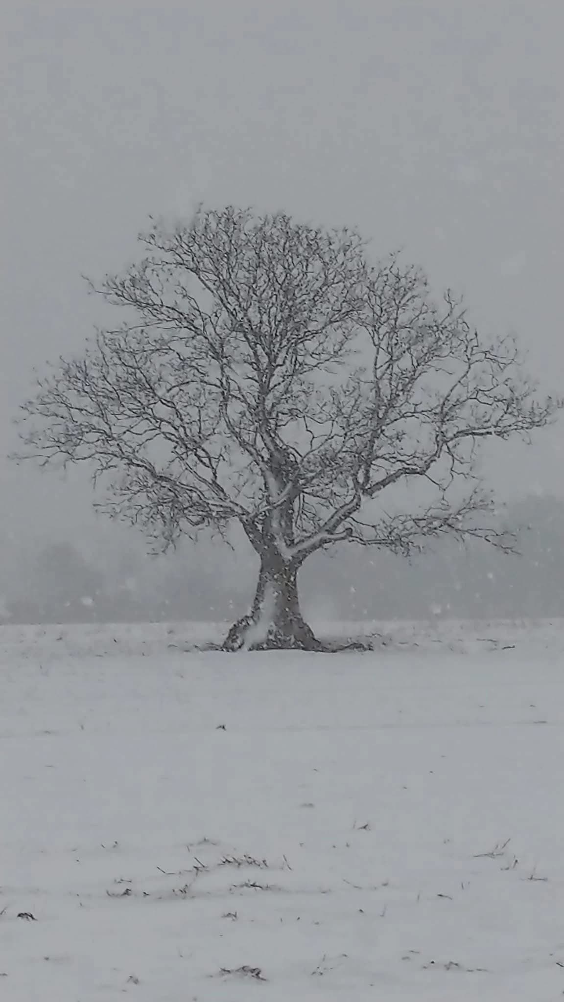 A lone bur oak standing in an open field during a snowstorm